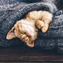 Orange kitten sleeping in a bed.